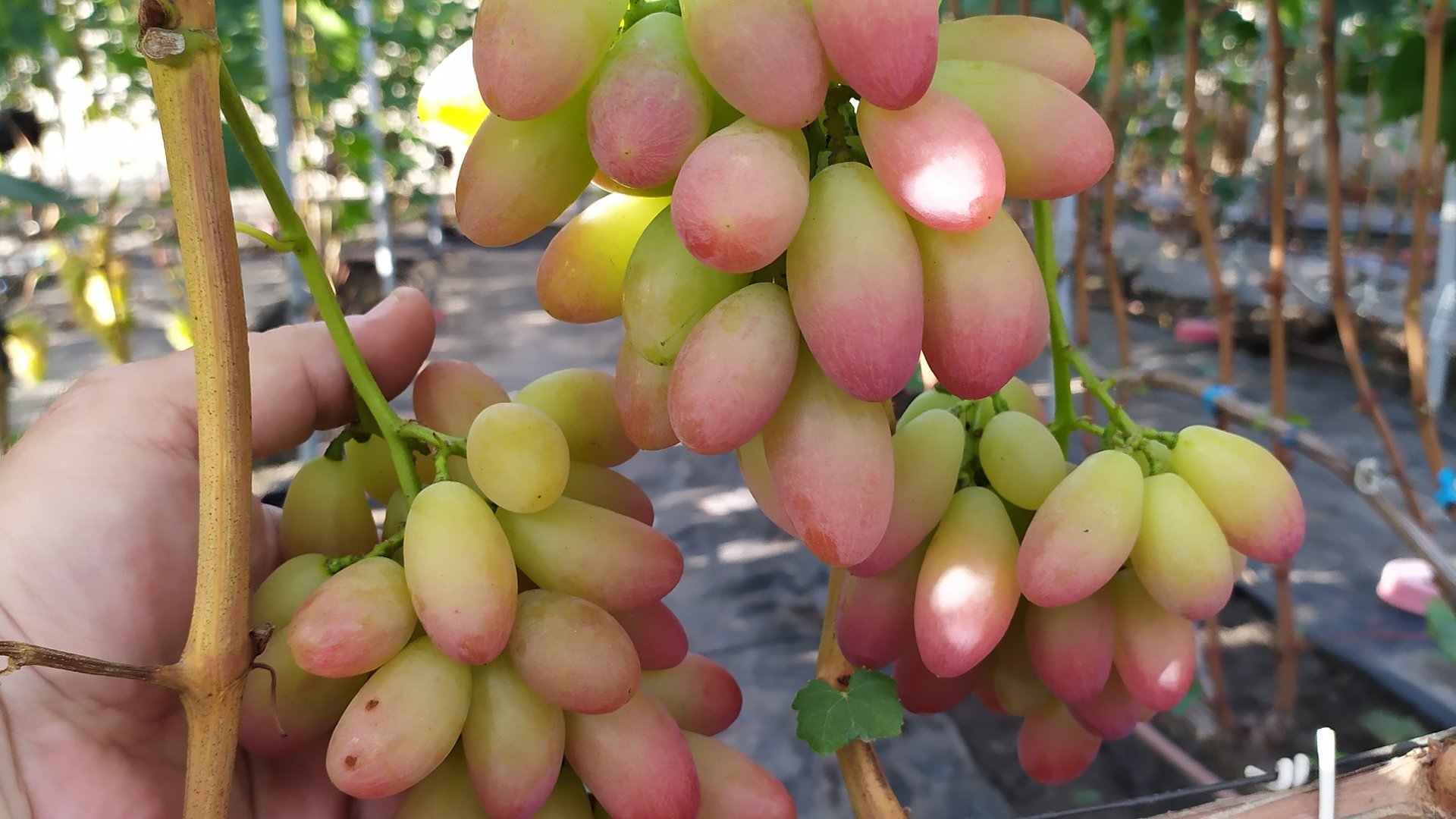 Виноградное АССОРТИ в сентябре 2025г.
   Часть 5 !!! смотреть онлайн