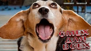 Милые и смешные собаки и песики - подборка видео ЮМОР СОБЧКИ песики СМЕХ