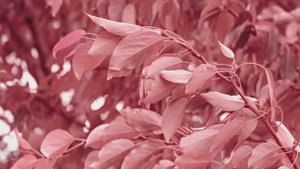 Современная классическая музыка на скрипка | Ecveezer - Not With You (Violin Version)