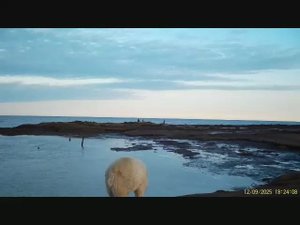 Кадры с фотоловушки недалеко от многофункционального кордона Агафонова. ГПЗ Медвежьи острова.