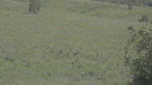 Фото-охота на сурков 15 июня 2024 г.