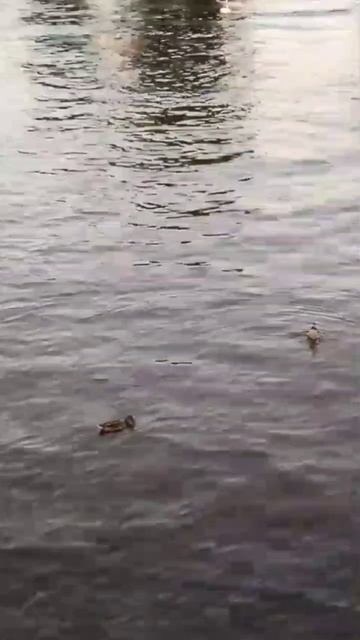 Уточки.  Петербург. смотреть онлайн