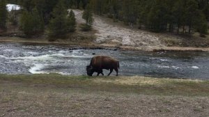 Буйволы в Национальном парке Йеллоустоун Yellowstone National Park США)