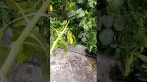 СТРИМ идëм калибра и кабибарчики