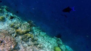 Мальдивы fihalhohi стенка рифа