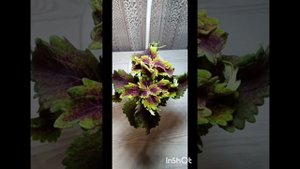 Фотокаталог Колеусы 2025🌸