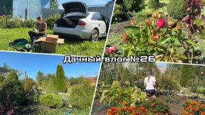 Дачный влог №26 🍓 Снова новый помощник | Что стало с участком?!