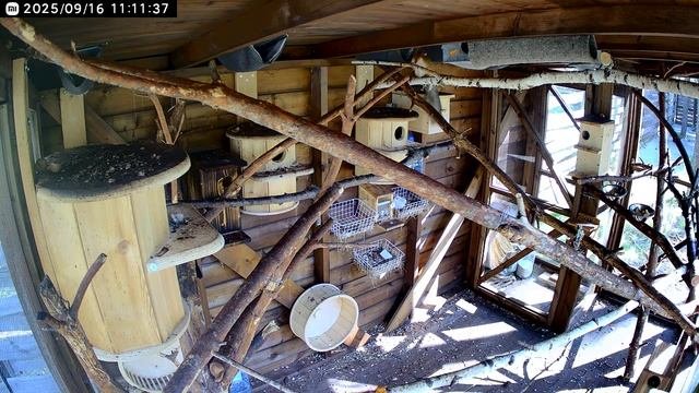 БЕЛКИ БЕЛЬЧАТНИК