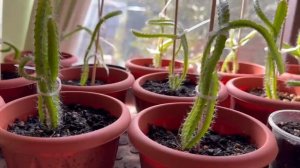 Наша небольшая плантация на веранде.