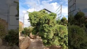 Сосны обыкновенные в стиле Ниваки. Питомник Фавн - Санкт-Петербург