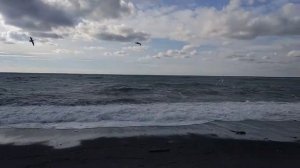 Чайки на море. Красивое видео.