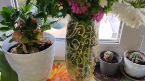 поменяла воду в цветах, деревенская жизнь