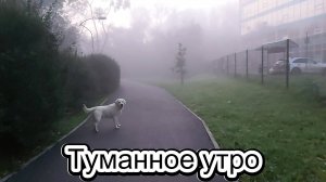 Туманное утро
