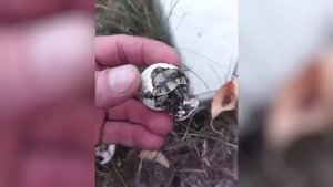 В Геленджике засняли вылупление редкой сухопутной черепахи Никольского