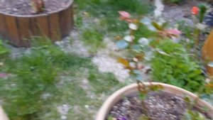 ВЕСЕННИЕ РАБОТЫ В САДУ.КАК УДАЛИТЬ СЛЕПОЙ ПОБЕГ.СЛЕПЫЕ ПОБЕГИ У РОЗЫ.МОЙ ОПЫТ.VLOG Франция