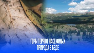 Насекомые покидают горы Колорадо: как изменение климата угрожает нашему будущему?