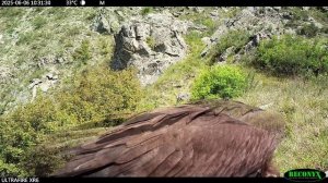 Вторая регистрация чёрного грифа в заповеднике