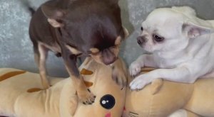 Доброго утречка и чудесного начала дня.