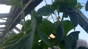 Мавлида =Апа посмотри наши огурцы