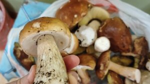 Грибы, ещё немного собрали.