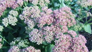 Наш очиток скоро подарит нам своё цветение