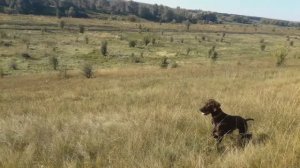 Куропатка перемещенная