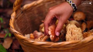 Лес манит своими дарами, но может стать и ловушкой