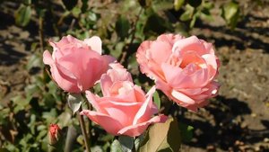 15=09=2025  ник   (17)