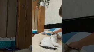 вася