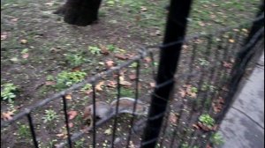 New York  - США - USA - Белки в центральном парке New York - Central park - ROADCONTROL159