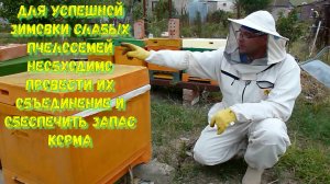 Готовим пчёл к зимовке, объединяя их и обеспечивая кормом.