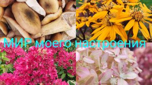 16.09.25 Дача.Отпуск в сентябре.Часть 1.Опята.Кабачки бьют рекорды 😉
