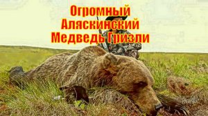 Огромный Аляскинский Медведь Гризли