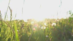 "Волшебный сад"