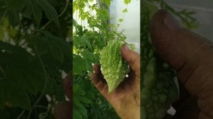 1000047307.mp4урожай момордики.