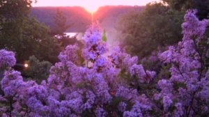 Пою Одинокая ветка сирени Мэри Сказ Спела так Кавер