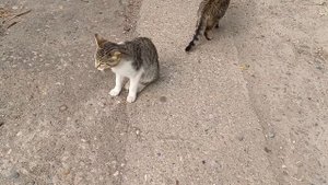 Котята хотят есть (но покормить их нечем)