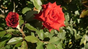 05=09=2025  Ю  КМР  (63)