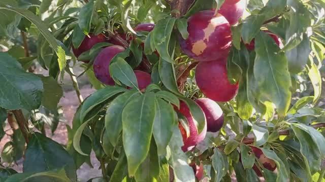 Слива Хироми Ред. смотреть онлайн