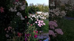 Цветение роз в саду часть 1