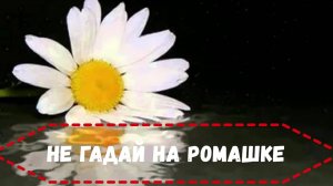 не гадай на ромашке