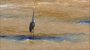 музыка природы