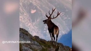 В Красной Поляне засняли прогулку благородного оленя