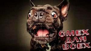 ПРИКОЛЫ С ЖИВОТНЫМИ ДО СЛЕЗ Смешные СОБАКИ Приколы Милые и смешные собаки и песики