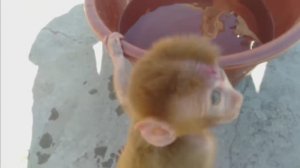 Обезьянка МАЛЫШЕНЬКА дворовая впервые пробует воду в тазу Пищит орет Боится купаться Вырывается Убе