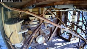 БЕЛКИ БЕЛЬЧАТНИК