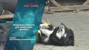 Проблемы приюта для животных Феникс