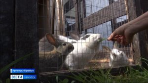 Сельскохозяйственных животных в Иркутской области обследуют на опасные инфекции