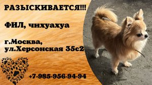 Пропала собака! ФИЛ. Чихуахуа. г. Москва, ул. Херсонская 35 с 2