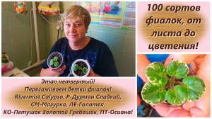 100 сортов фиалок, от листа до цветения! Этап четвертый! Пересаживаем детки фиалок!